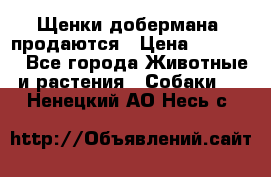 Щенки добермана  продаются › Цена ­ 45 000 - Все города Животные и растения » Собаки   . Ненецкий АО,Несь с.